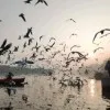 Sahad Ali