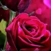 Noor Hussain
