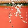 Manchun Chang