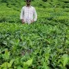 HARISHA GE