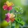 Aroosa Shahid