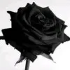 Pardeep Kumar