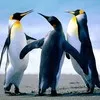Nithin Kumar