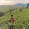 Alfiandi Syngenta