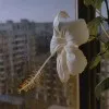 Syeda Ali