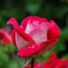 Vinay Rao