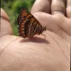Krupa Pansheriya