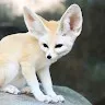 Lohith