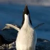 Shauna