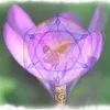 Sovereign Rose