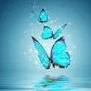 mehwish anwar