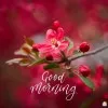 Shaleem Alam