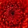 Ravi Shankar