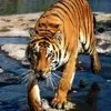 subhash pokhriyal