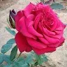 Naseer Hussain