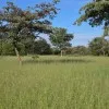 ES Jesaja