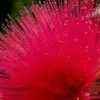 Siva Priya Reddy