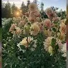 Cudoon Flowers