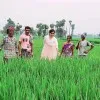 Vennela