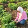 Nada Ali