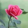 Deepthi