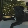 Theodore DoubleDog