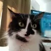 Kiki Mew
