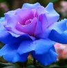 Prachi Sah Sur