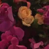 Rose Arthur