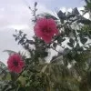 Deepthi