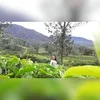 Dina Indolife