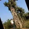 RAj AVVARi