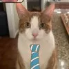 Cutie Cat