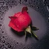 Hend Hassan