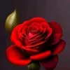 Gulfraz Ahmed