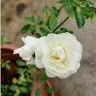 Kirti Chaturvedi