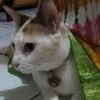 Tri Rizki Meidiana