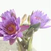 Xingxing Li