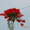 Rohlui Ralte