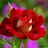 Ragul Selvam