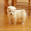 deepak sable