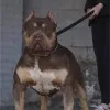 Kingdom Bully Kennels