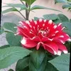 Rabindra Panigrahi