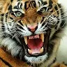 Sahil Syed