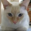 Thomas