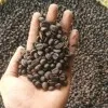 Lampungs Coffee Indonesian Fresh Coffee