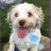 Thunder Therapy Dog