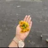 Jannath Jarin