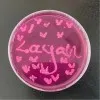 Layan Zaitouni
