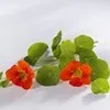 Nirmala PS
